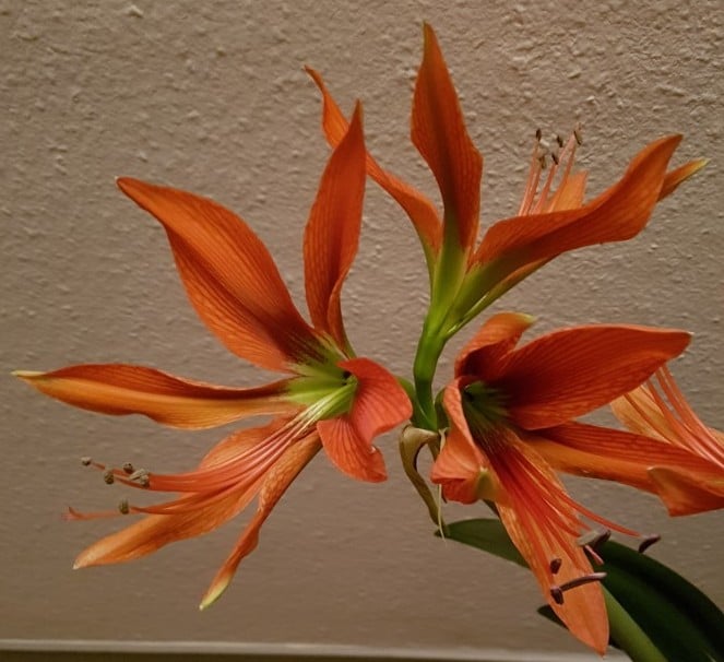 2018 01 12___18_38_Amaryllis_triplet