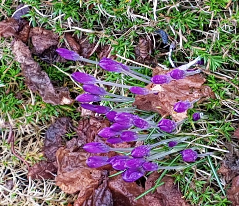 2018 02 01___1016_3_Krokus