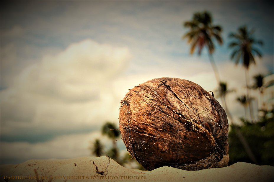 Coconut_Beach_1 1549303442909