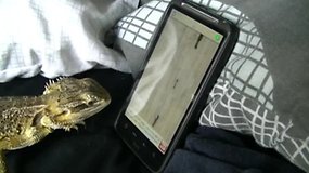 Una iguana, usuario de Android (Vídeo divertido)