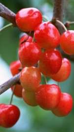 Red_cherry