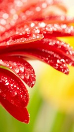nature red flower wallpaper