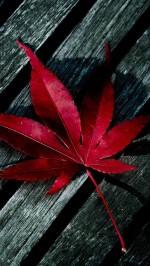 nature red leaf