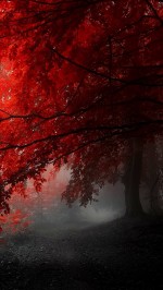 red tree in fog