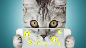 Snapchat becomes Snap-cat: prepare for a feline invasion