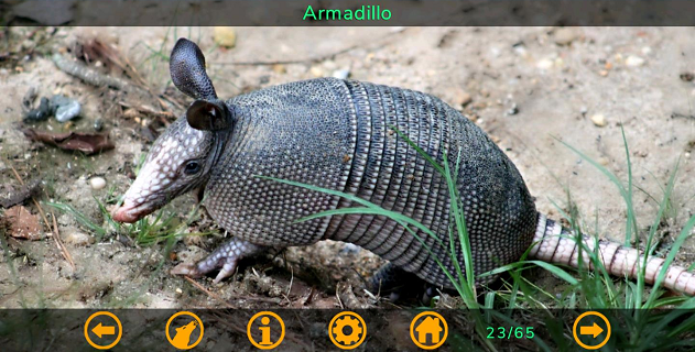 armadillo
