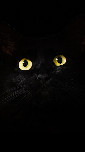 dark0072