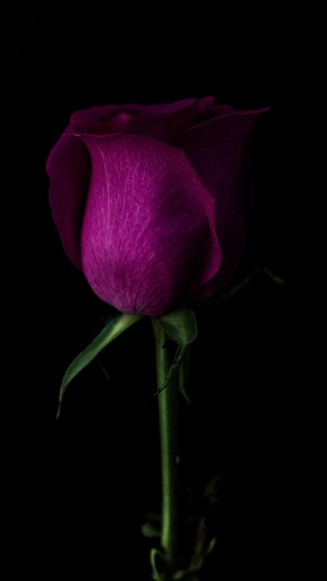 dark0085