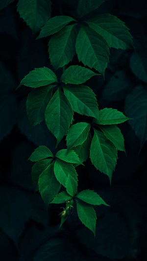 dark0087