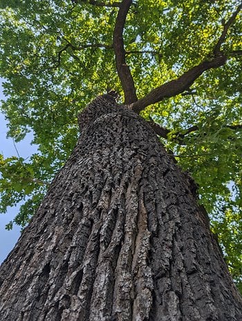 Photo de jour prise avec le Google Pixel 9 Pro XL