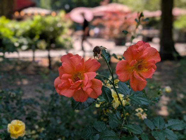 Mit dem Google Pixel 9 Pro XL aufgenommenes Porträt-Foto