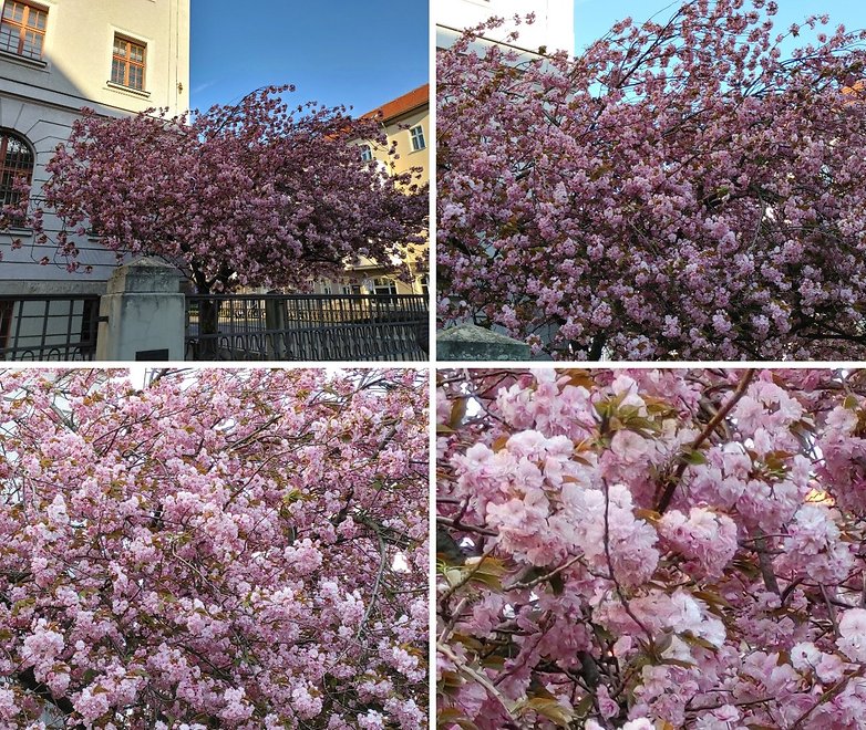 lg v60 zoom flowers