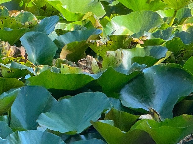 Photo prise avec l'iPhone 15 Pro Max de jour d'un étang au milieu d'un parc rempli de nénufars