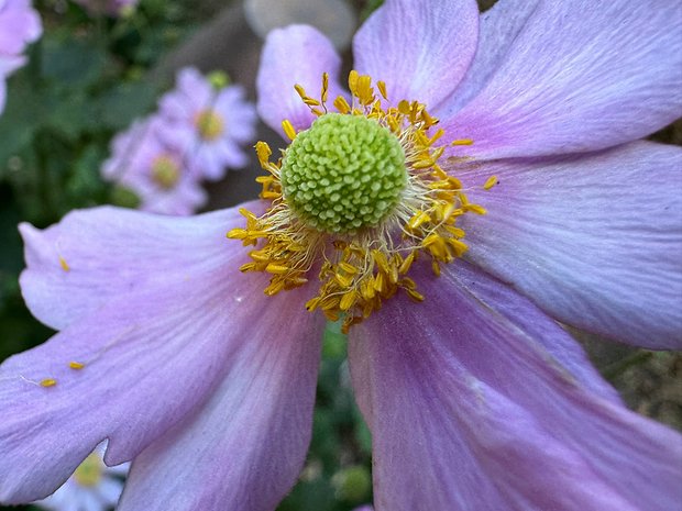 Photo prise avec l'iPhone 15 Pro Max avec vue macro sur une fleur aux pétales violettes