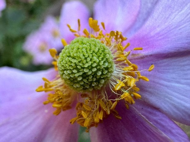 Photo prise avec l'iPhone 15 Pro Max avec vue macro sur une fleur aux pétales violettes