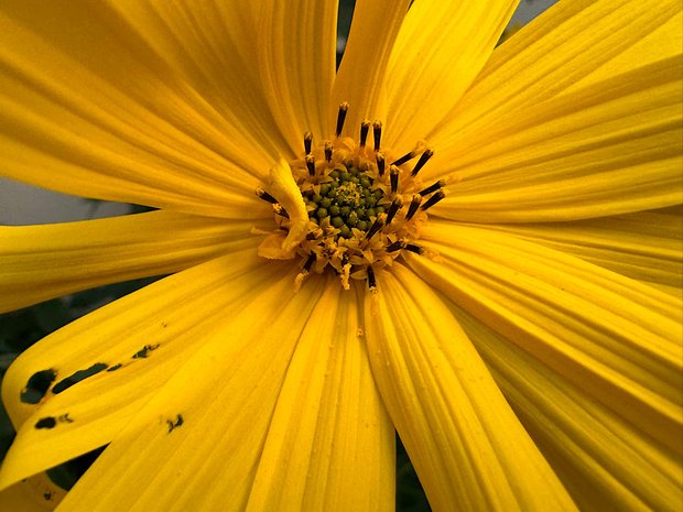 Photo prise avec l'iPhone 15 Pro Max avec vue macro sur une fleur aux pétales jaunes