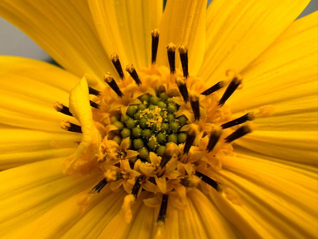 Photo prise avec l'iPhone 15 Pro Max avec vue macro sur une fleur aux pétales jaunes