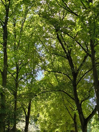 Beispiel-Foto, geschossen mit der Hauptkamera des CMF Phone 1