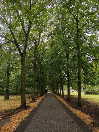 Un chemin bordé d'arbres avec un revêtement en pavés et des feuilles tombées au sol.