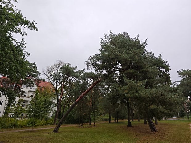 Un chemin bordé d'arbres avec un revêtement en pavés et des feuilles tombées au sol.