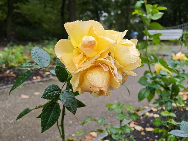 Gros plan d'une rose jaune avec des gouttes d'eau dans un jardin.