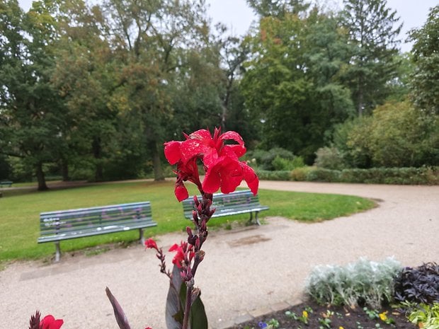 Une fleur rouge vive avec des gouttes de pluie dans un parc avec des bancs verts en arrière-plan.