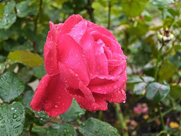 Un gros plan d'une rose rose avec des gouttes d'eau sur ses pétales, entourée de feuilles vertes.