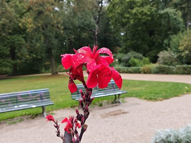 Un gros plan de fleurs rouges vives avec des gouttes, dans un parc avec des arbres verts et des bancs en arrière-plan.