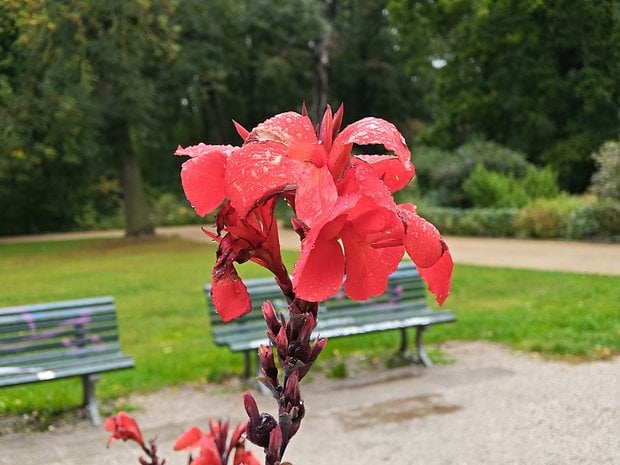 Fleurs rouges vives avec des gouttes de pluie, sur fond de parc verdoyant avec des bancs.