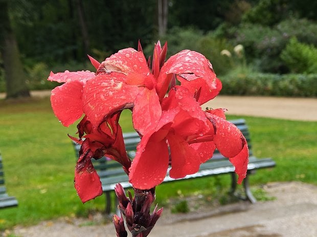 Un gros plan d'une fleur rouge avec des gouttes d'eau sur ses pétales dans un parc verdoyant.