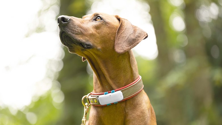 Ein Hund, der einen Tracker von Tractive am Halsband trägt.
