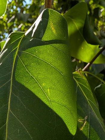 Exemplo de foto tirada com o Google Pixel 9.