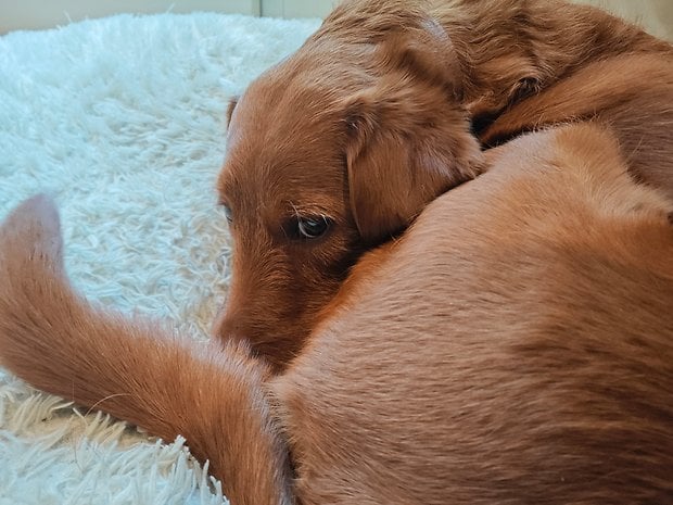 A Golden Retriever puppy curled up on a fluffy white blanket.