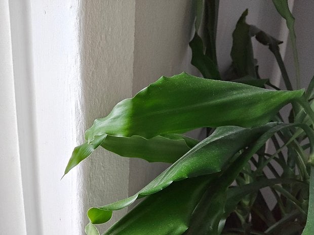 Close-up of green leaves of a plant in front of a light-colored wall.