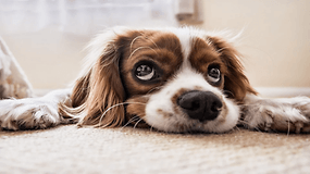 10 aplicativos essenciais para cuidar de seu cachorro - totalmente gratuitos