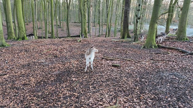 Un cerf se tient dans une forêt avec des arbres et des feuilles mortes autour de lui.