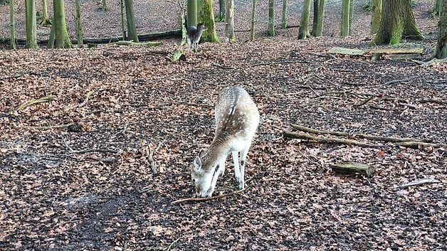 Ein Reh, das auf gefallenen Blättern in einem Wald grast, mit einem weiteren Reh im Hintergrund.