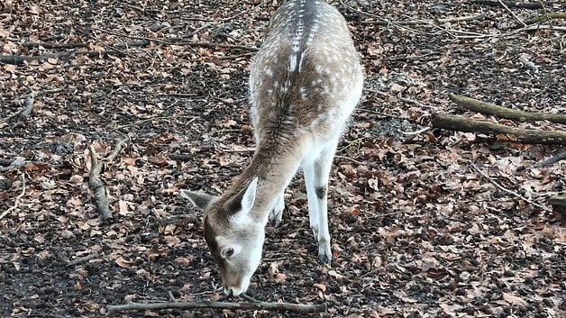 Un cerf broutant sur le sol recouvert de feuilles mortes et de branches.