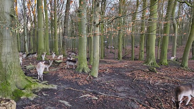 Eine Herde von Rehen grast in einem Wald mit hohen Bäumen und gefallenen Blättern am Boden.