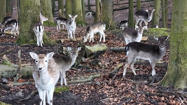 Un groupe de cerfs se tenant parmi des arbres et des feuilles mortes dans une forêt.