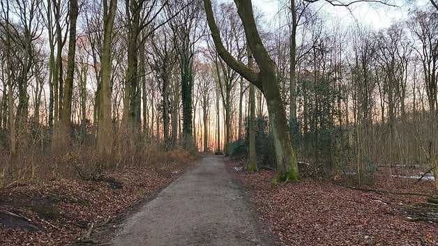 Un chemin de terre à travers une forêt avec des arbres dépouillés et un coucher de soleil en arrière-plan.