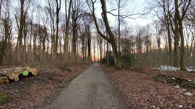 Ein schmaler Pfad durch einen Wald mit hohen Bäumen und gefallenen Blättern, der auf einen Sonnenuntergang zusteuert.