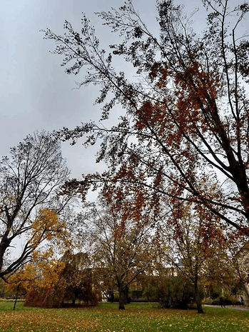 Herbstbäume mit gelben und roten Blättern vor einem wolkigen Himmel.