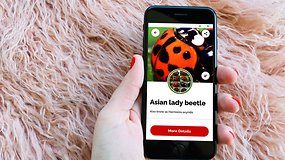 Grátis em vez de R$ 16,90: app para iPhone identifica insetos e aranhas