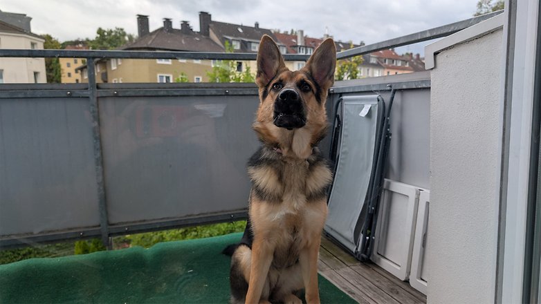 Ein Deutscher Schäferhund sitzt auf einem Balkon mit einem grünen Matten und Gebäuden im Hintergrund. Ein Deutscher Schäferhund sitzt auf einem Balkon mit einem grünen Matten und Gebäuden im Hintergrund.