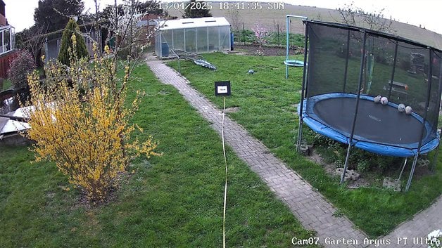 Eine Gartenszene mit einem blühenden gelben Busch, einem Trampolin und einem Gartenhaus unter bewölktem Himmel.