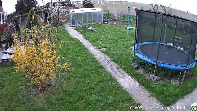 Gartenansicht mit Trampolin, gelbem blühendem Busch, Weg und Gewächshaus im Hintergrund.