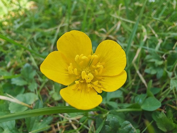 Honor 400 Pro Testfoto Makro