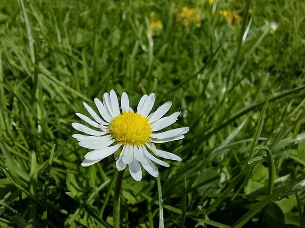 Samsung Galaxy A36 - Fotos de teste.