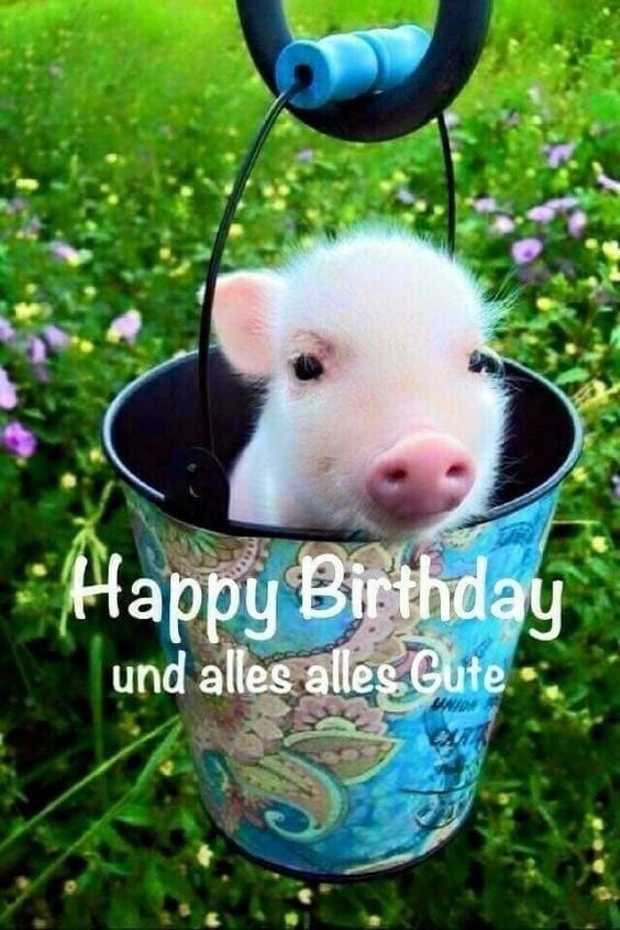 Geburtstag_Ferkel 1732800060464